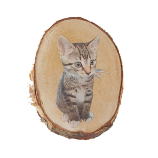 Je eigen geliefde kat op woods